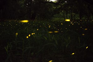 Efficient LED Lightbulbs Inspired by Fireflies — Innovation — AskNature
