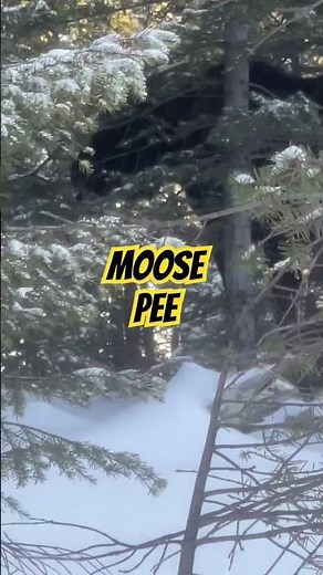 MOOSE PEEING in the woods #nature#wildlife#moose#colorado #hunting#hiking#camping#offgrid