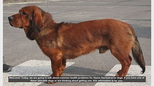 Common Health Problems in Alpine Dachsbracke Dogs