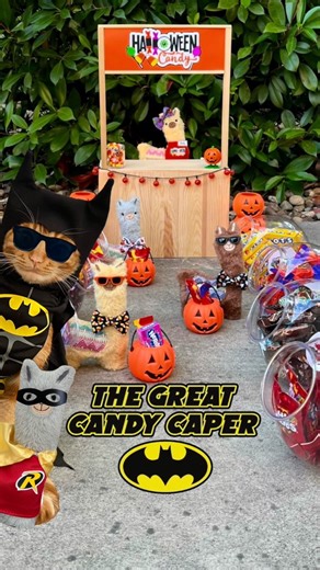 THE GREAT CANDY CAPER! 🍭🍬🍫 Can Batman JoJo and No Drama Robin save Halloween?!? 🙀 #batman #robin #candy #halloween #superhero #rescue #hero #fun #love #tigerjojo #nodrama #funny #cat #dynamicduo #dccomics #comic #catsofinstagram #reels | Tiger JoJo