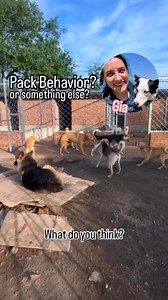 20K views · 84 reactions | Pack behavior, or something else. Let’s go over this interesting video, which shows some very distinctive dog behaviors. What do you think? I wonder if anyone will agree with me! #dogbehavior #dogbehaviortraining #reactivedog | Thinking Canine | Facebook