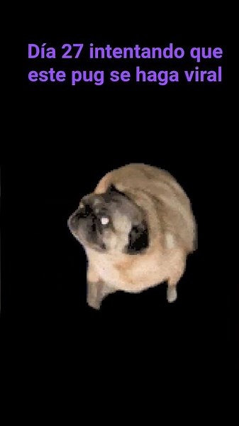 #pug #frankiethedog #funny #memes #cute