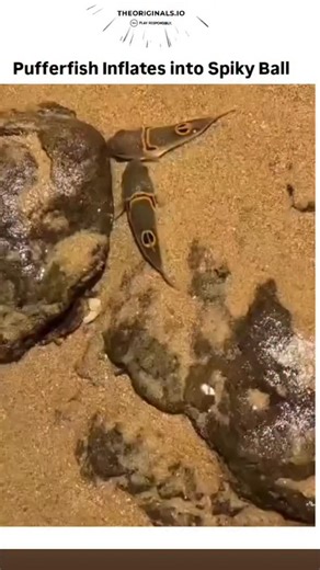 Sea of Specters - | HAUNTED OCEAN MYSTERIES | on Instagram: "The video features a pufferfish (blowfish) inflating dramatically in shallow water as a defense mechanism. It starts small and round, then rapidly expands into a large, spiky, almost spherical shape with protruding spines, making it appear much bigger and harder to swallow for predators. The inflation happens quickly over several seconds, showcasing the fish's remarkable ability to gulp water (or air) to balloon up.This is one of natur
