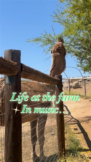 Alpine Acres Sanctuary Farm 🌿 | BEYOND THE ORDINARY AWAITS 🦓 Where else can you watch a zebra sprint across California hills, feed a camel fresh browse, feel an ostrich’s... | Instagram