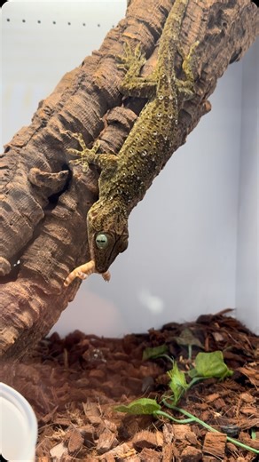 96 reactions | Grab and go lunch. #gekko #gekkosmithii #greeneyedgecko #greeneyegecko #tokay #tokaygeckos #tokaygeckosofinstagram #geckobreeding #geckobreeders | Gekko & Gecko | Facebook