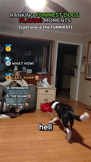RANKING FUNNIEST DOGS PLAYING MOMENTS. Subscribe for more ANIMAL VIDEOS!