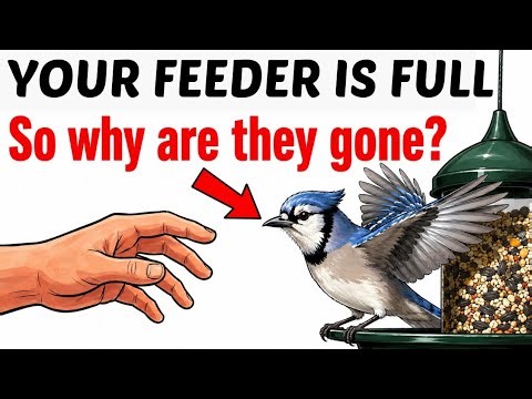 Why Birds Stopped Coming To My Feeder — The Answer Surprised Me