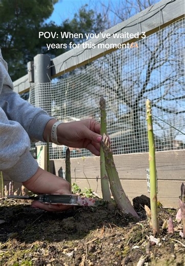 Exciting Asparagus Harvest After 3 Years of Growth
