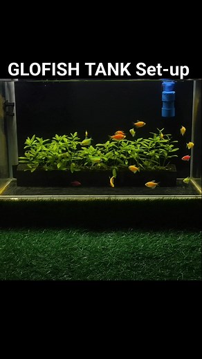 SIMPLE GLOFISH Tank Setup #quariumlife #aquaticplants #project #ideas #aquariumlife #aquariumhobby #aquarium #aquascape #glofish #hobbies #relaxing #roomview #calming | Twin Scape