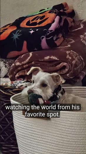 CHARLIE'S TOY BOX