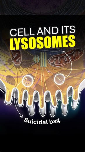 Cells lysosomes | #reels #science #biology #education | Topics by Naveen Kumawat
