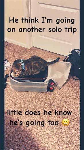 Taking Milo on his 1st plane trip