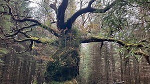1000-year-old oak in Scotland crowned UK's Tree of the Year - here's why