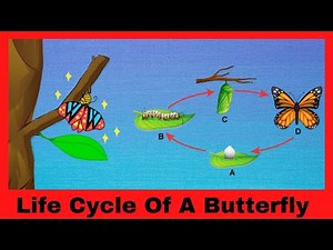 Life Cycle Of A Butterfly || Butterflies For Kids || #ButterflyLifeCycle #ForKids
