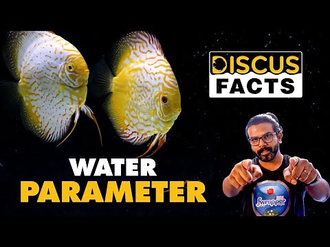 Best Water Parameters for Discus Fish || Discus Facts