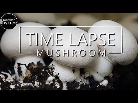 Growing Mushroom 30 Days Time Lapse