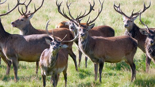 22K views · 434 reactions | Red deer stags grazing near the river Dee...
