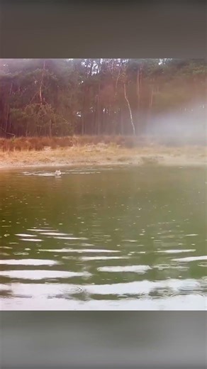 Wist jij dat wolven goed kunnen zwemmen? #natuur #wolf #zwemmen