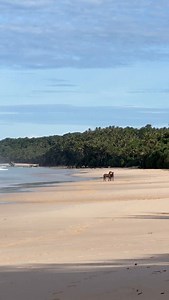 19K views · 639 reactions | Where the palm trees sway and the sand stretches, two of @nihi’s herd’s youngest members enjoy their freedom. Playfully dancing with one another without care or concern out on the Edge of Wildness. These are the beautiful moments that connect and remind us of the natural joy of nature. | NIHI | Facebook