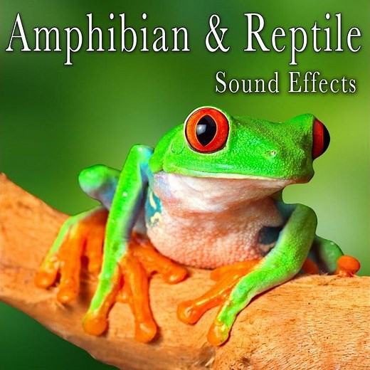 Burmese Python Hisses and Inhales Take 6