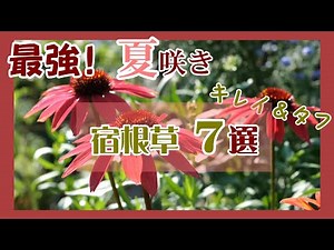 【宿根草】最強夏花７選！キレイで丈夫に咲くタフな夏の花/ネコと庭とガーデニング