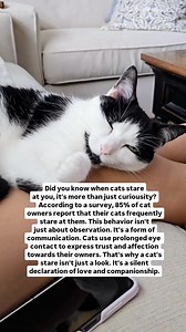 How does your cat communicate? Audio: purr.in.ink #reels #catcompanion #catpurrs #petlife #petparents #catmom #catdad #rescuecat #catsofinstagram #catsofworld #slowblink #adoptdontshop #sleepingkitty #catnap #kittycatlove#calicokitty #catlove #tuxedocat #catloveisthebestlove #catlove #loveyourcat | oreoandpumpkinspice