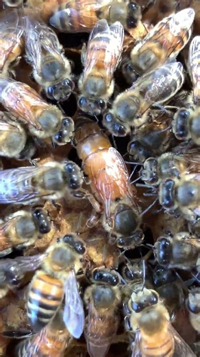 Queen Bee Doing Her Job in the Hive 🐝👑 #Shorts