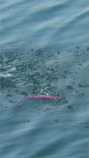 Kingdom GT Lure：PHANTOM Pencil💥 Let's check its swimming action！