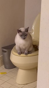 Joe the Magical Cat #priceless | Larry Elder