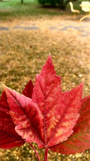 Burgundy Coloured Maple Leaf