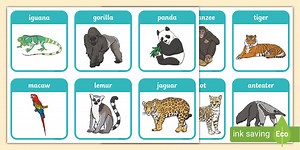 Rainforest Animal Flashcards
