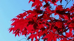 Download red maple leaves, blue sky for free