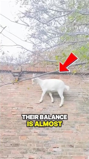 The Goat That Breaks Physics😱