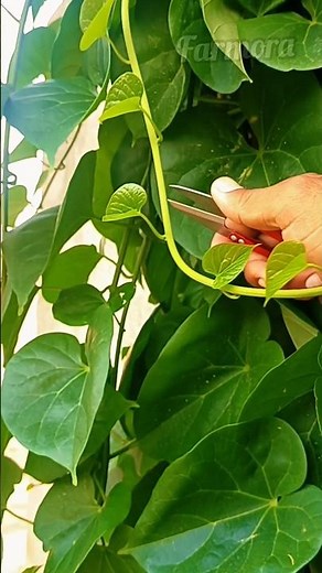 How to Trim a Beautiful Home Vine for Faster Growth 🌿 | #GardeningTips #PlantCare #HomeGarden