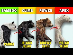 Each Bears Superpowers Explained