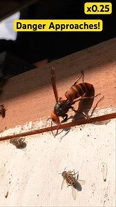 49K views · 314 reactions | Japanese Honey Bees vs. Giant Hornets Incredible Battle Strategy | Beehub Reely | Facebook
