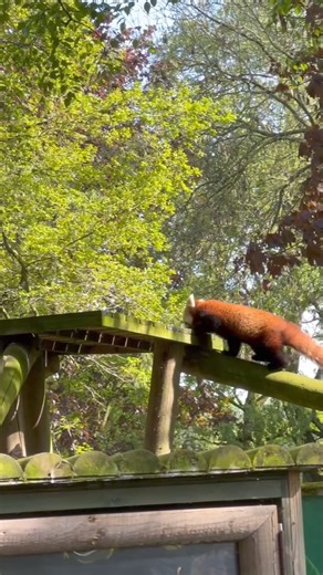 Watch as red panda Lu explores her new home for the first time. We are so happy to have her here with us 💚 | Banham Zoo