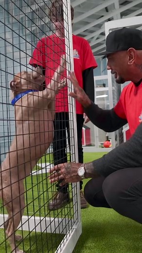 Teamed up with @mrbeast and the boys to help out 100 dogs in need. Check out the link in my bio for the whole episode!