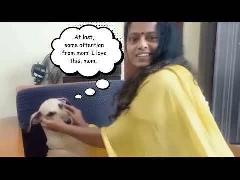 Reverse Sneezing in Dogs - Causes, Home Treatment and When to Seek Help from Vet