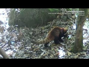 Red Pandas walk adorably in line in SW China’s Yunnan