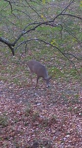 17K views · 179 reactions | DEER GROWLS After Being SHOT!_ #animals #deer #buck #wildlife #hunting #elk | Cpacify Maris | Facebook