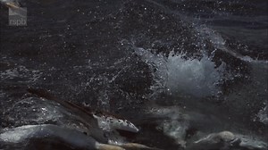 4K views · 124 reactions | Gannets dive at incredible speeds to catch fish. To protect themselves from the impact, they have in-built safety systems – special neck muscles and a spongy bone plate at the base of their bill. #WorldOeansDay  | RSPB | Facebook