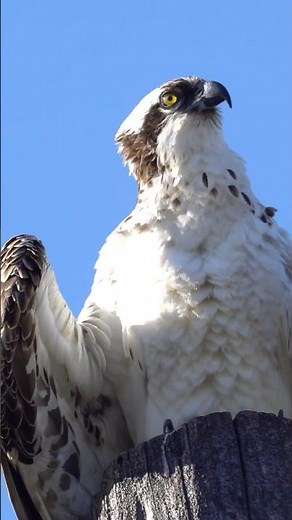 Osprey Bird Facts - What does an Osprey Sound Like + Where Did It Get Its Name