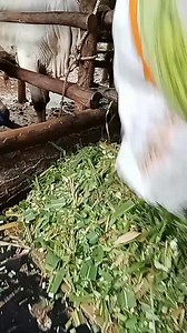 473 reactions · 15 comments | Cattle Farming #farmlife #supportlocalfarmers | Genargue Eyon | Facebook