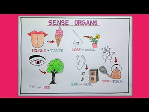 Five senses organs drawing/How to draw senses organs/Sense Organs TLM/Easy Sense Organs Chart/