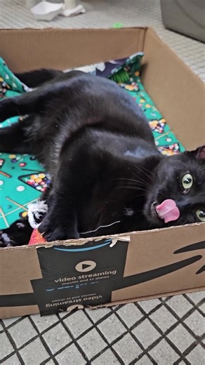 You can still find this terrific trio of playful and sweet kitties waiting for their families here at Seattle Humane. That's right, Ren, Stimpy and Silkie are still here and up to their adorable antics. Aside from being FeLV and a little shy at first, these cats are just about purrfect! If you know, you know!! | Seattle Humane