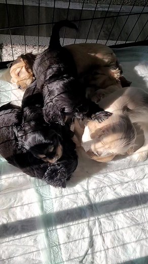 Cockerspaniel puppies. 💥💥💥 7 week old #puppies #puppylove #puppylife #cutepuppies #doglover #dogmom #dogsofinstagram #instapuppy #petlove #furbaby #cockerspaniel #cockerspanielpuppy #cockerspaniellove #cockerpuppy #spanielpuppy #american_cocker_spaniel #english_cocker_spaniel #sacramentodogs #sacramentopuppies #californiapuppies #bestgiftever #christmasgift #holidaypuppy #littlefriend #loyalfriend #newbestfriend #readyfordecember | Natalie Tashkina