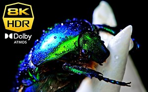 4KHDR 极致色彩体验 画质测试 视觉体验 测试你的屏幕 8K原素材