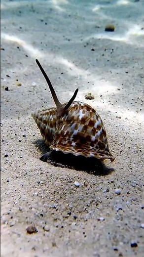 The Silent Hunter: Cone Snail Waiting Beneath the Reef