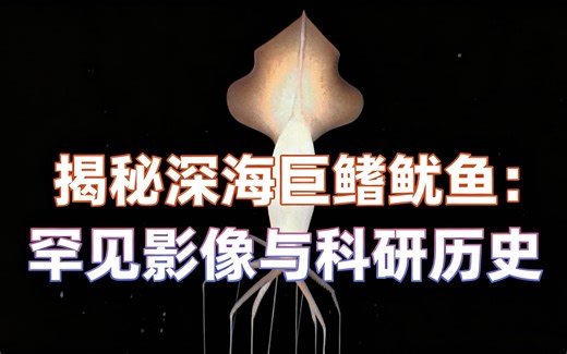 [中配]揭秘深海巨鳍鱿鱼：罕见影像与科研历史 - DeepseaOddities
